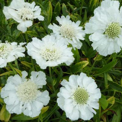 Scabiosa caucasica 'Alba' - 