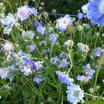 Scabiosa caucasica 'Clive Greaves' - Scabiosa caucasica 'Clive Greaves'