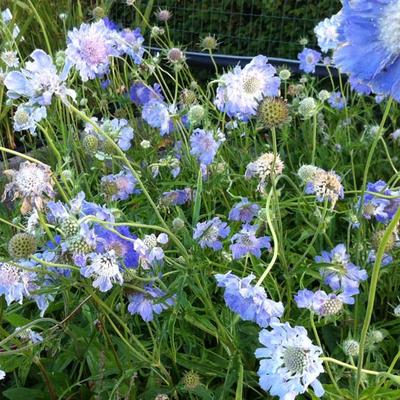 Scabiosa caucasica 'Clive Greaves'