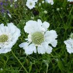 Scabiosa caucasica 'Miss Willmott - 