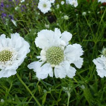 Scabiosa caucasica 'Miss Willmott