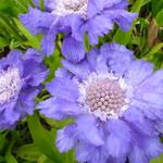 Scabiosa caucasica 'Stäfa' - 