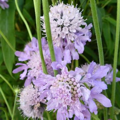 Scabiosa columbaria - Tauben-Skabiose