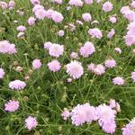 Scabiosa columbaria 'Pink Mist' - 