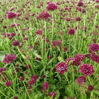 Scabiosa atropurpurea 'Chile Black'