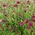 Scabiosa atropurpurea 'Chile Black'