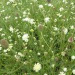 Scabiosa ochroleuca - Gelbe Skabiose