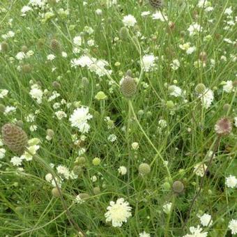 Scabiosa ochroleuca