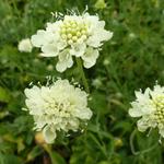 Scabiosa ochroleuca 'Moon Dance' - Scabiosa ochroleuca 'Moon Dance'