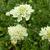 Scabiosa ochroleuca 'Moon Dance'