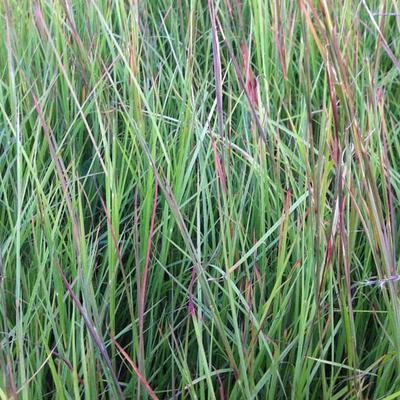 Schizachyrium scoparium  - Schizachyrium scoparium 