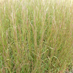 Schizachyrium scoparium 'Cairo' - 