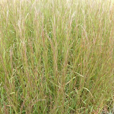 Schizachyrium scoparium 'Cairo' - Schizachyrium scoparium 'Cairo'