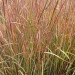 Schizachyrium scoparium 'Explosion' - 