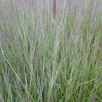 Schizachyrium scoparium 'Prairie Blues' - 