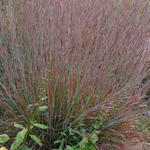 Schizachyrium scoparium 'Standing Ovation'