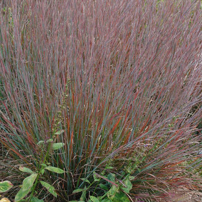 Schizachyrium scoparium 'Standing Ovation' - 