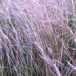 Schizachyrium scoparium 'Wildwest' - Schizachyrium scoparium 'Wildwest'