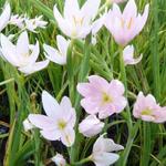 Hesperantha coccinea f. alba