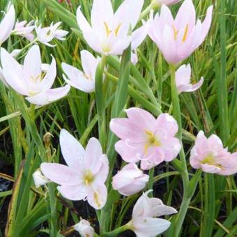 Hesperantha coccinea f. alba