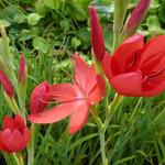 Hesperantha coccinea 'Major' - Hesperantha coccinea 'Major'