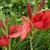 Hesperantha coccinea 'Major'