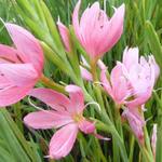 Hesperantha coccinea 'Mrs Hegarty' - Hesperantha coccinea 'Mrs Hegarty'