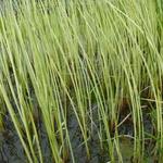 Scirpus lacustris 'Albescens' - 