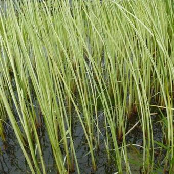 Scirpus lacustris 'Albescens'