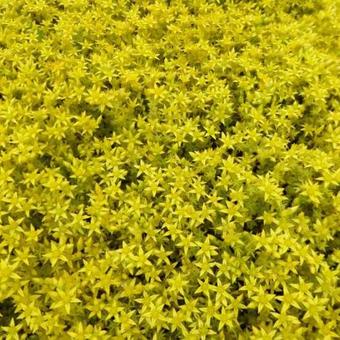 Sedum acre