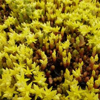 Sedum acre 'Yellow Queen'