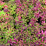 Sedum album 'Coral Carpet' - ORPIN BLANC 'CORAL CARPET'