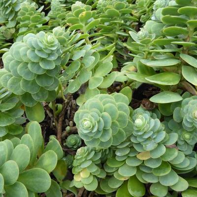 Sedum anacampseros - 