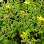 Sedum floriferum 'Weihenstepaner Gold'