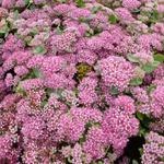 Sedum 'Abbeydore' - 