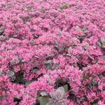 Sedum 'Bertram Anderson' - 