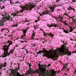 Sedum  'Black Jack' - Sedum 'Black Jack'