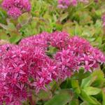 Sedum 'Carl' - 