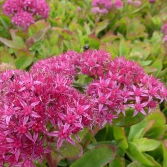 Sedum 'Carl'