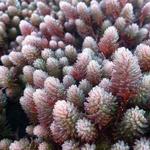 Sedum 'Chocolate Ball' - 