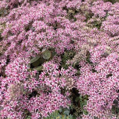 Sedum 'Cloud Walker' - 