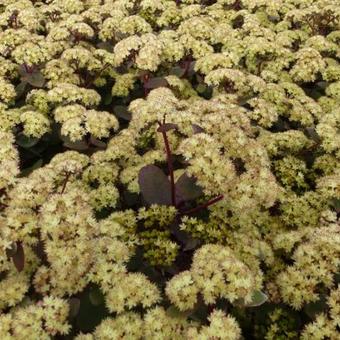 Sedum 'Eline'