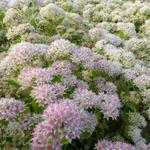 Sedum erythrostictum 'Frosty Morn' - 