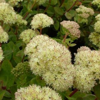 Sedum 'Gooseberry Fool'