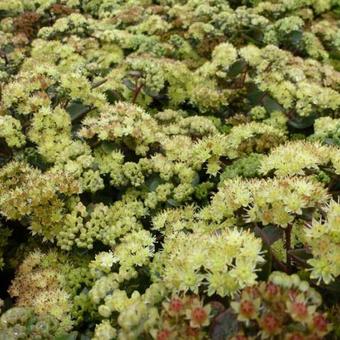 Sedum 'Hab Gray