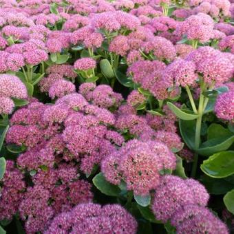 Sedum  'Herbstfreude'