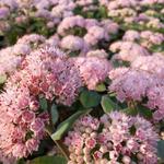 Sedum telephium 'Joyce Henderson' - 