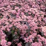 Sedum telephium 'Karfunkelstein' - 