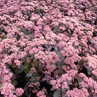 Sedum telephium 'Karfunkelstein'