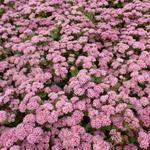 Sedum 'Matrona' - 